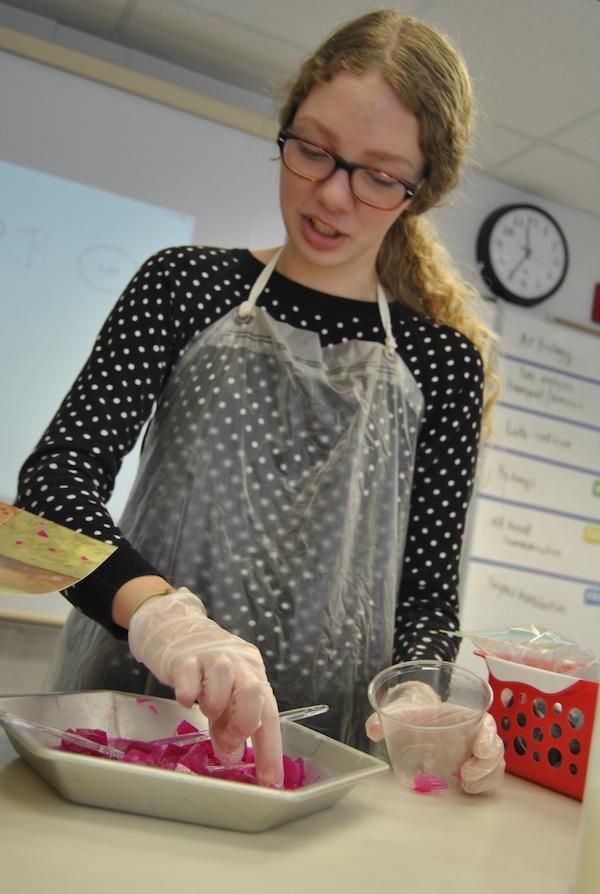 Senior Sarah Arends prepares gelatin cubes for her experiment.