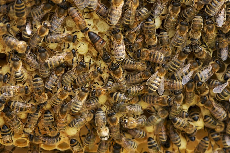 Senior Zoe Moore has become concerned about the world’s falling bee population.