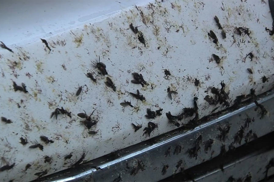 Lovebugs+splattered+on+car+grills+have+become+a+common+sight+recently.