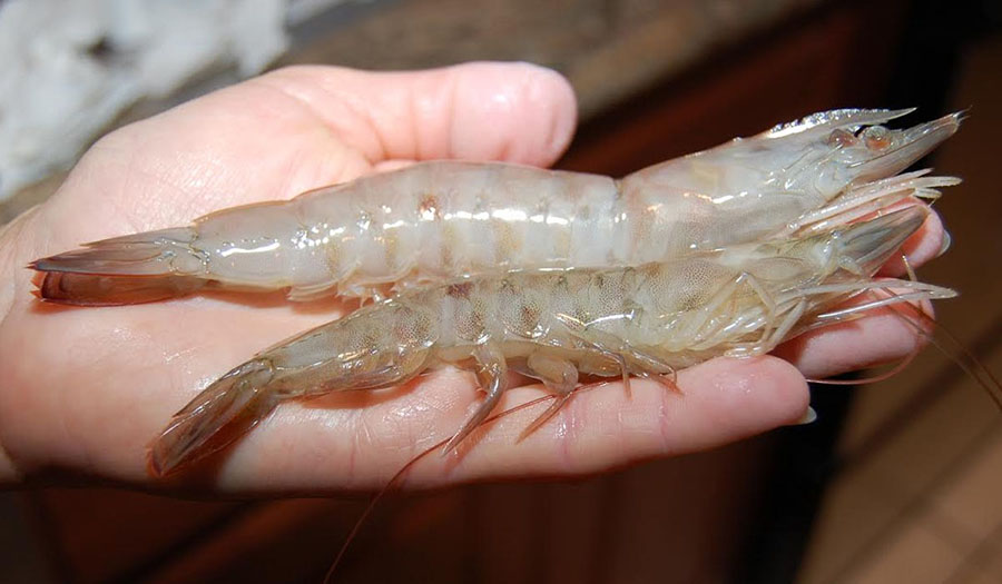 featured-shrimp-1