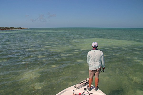 Angler inspects the Florida backwaters hoping to sight a big fish.
