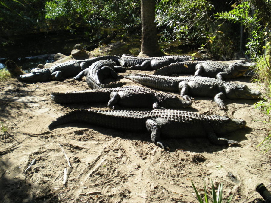American Alligators sunbathing in the Wild Florida section of Brevard Zoo. 