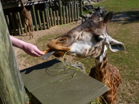 A giraffe being fed at the Brevard Zoo. 