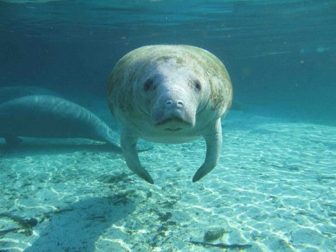 The loss of turtle grass as a primary food source has endanger the manatee population.