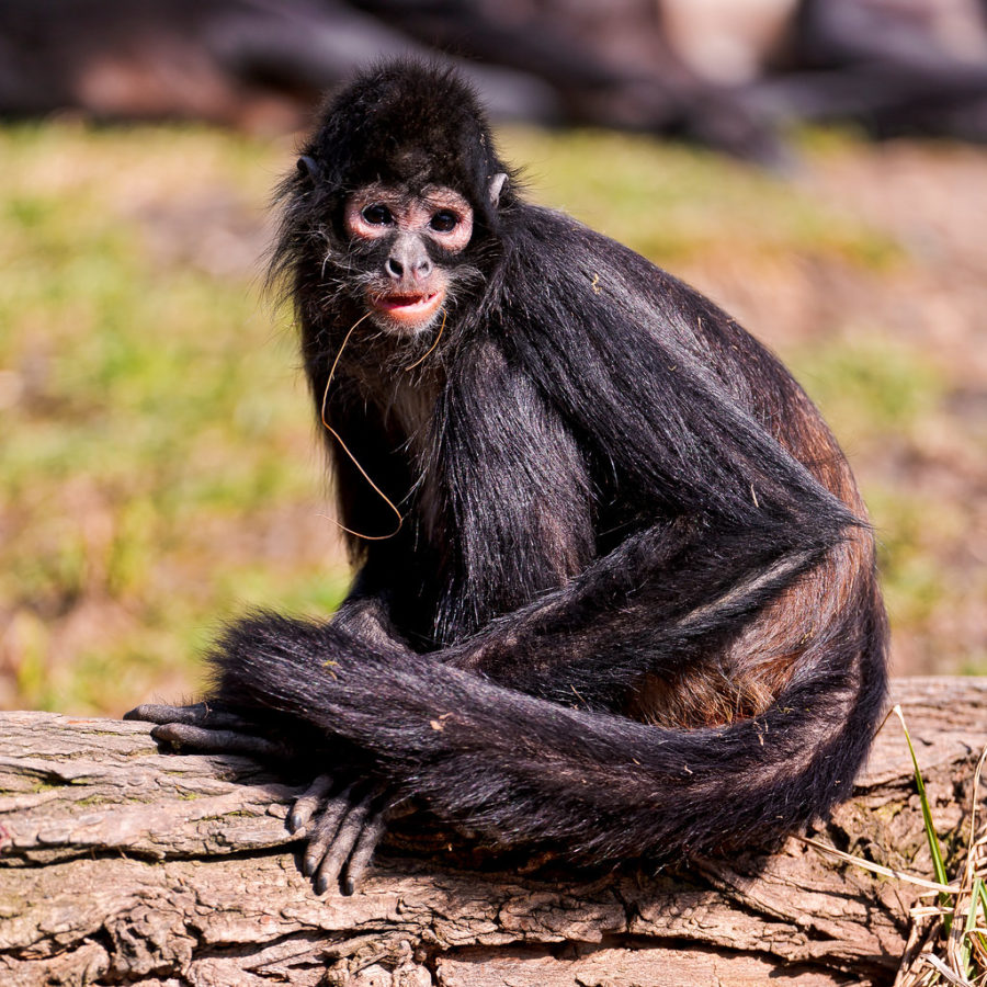 A spider monkey in the sun.