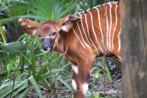 The Eastern bongo calf was born on Oct. 10.