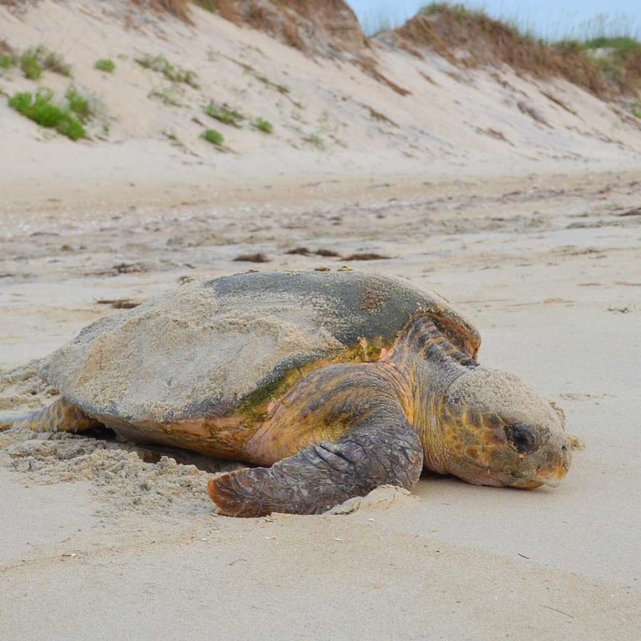 A loggerhead sea turtle near Coquina Beach returns to the water.
