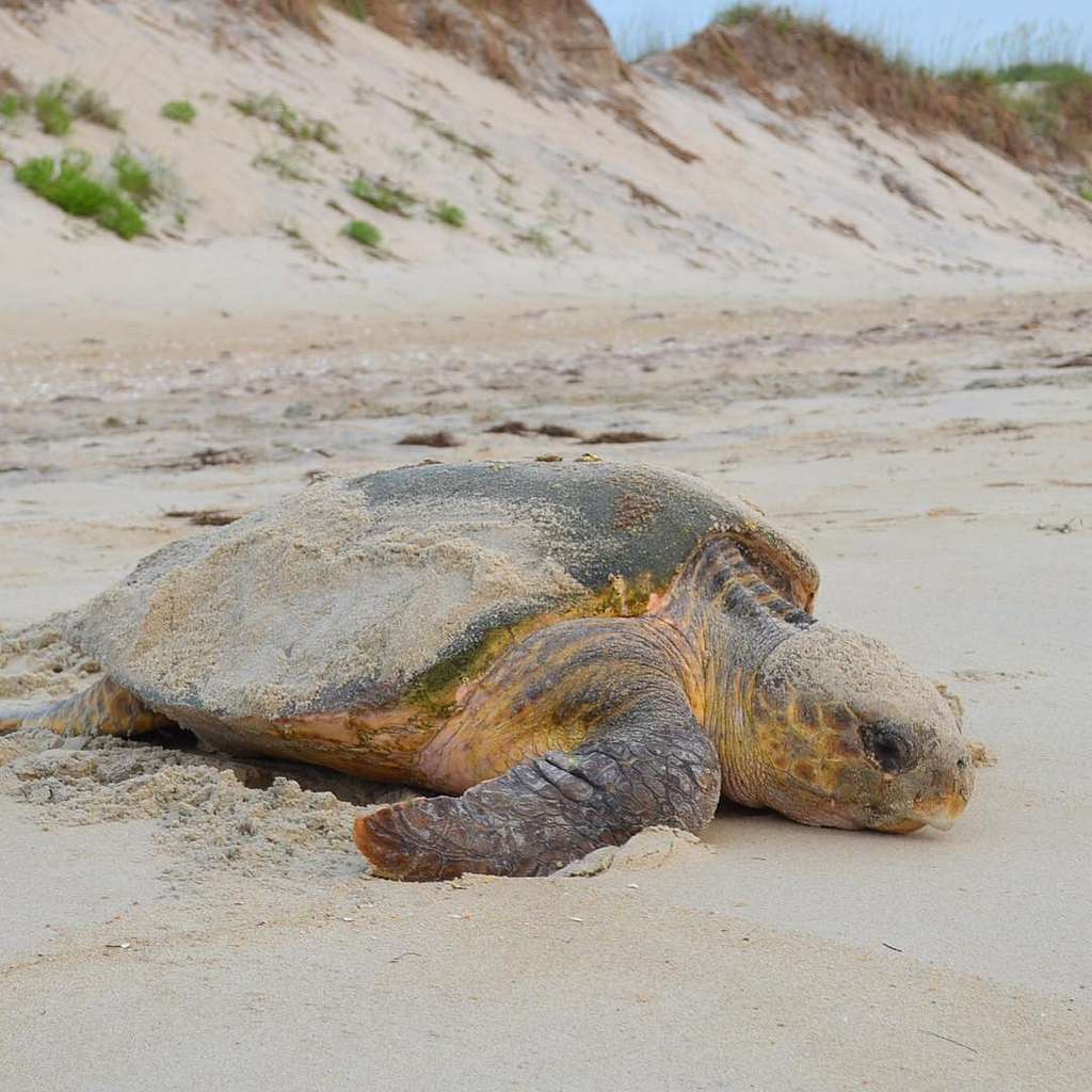 Zoo releases rehabilitated sea turtles – The Roar