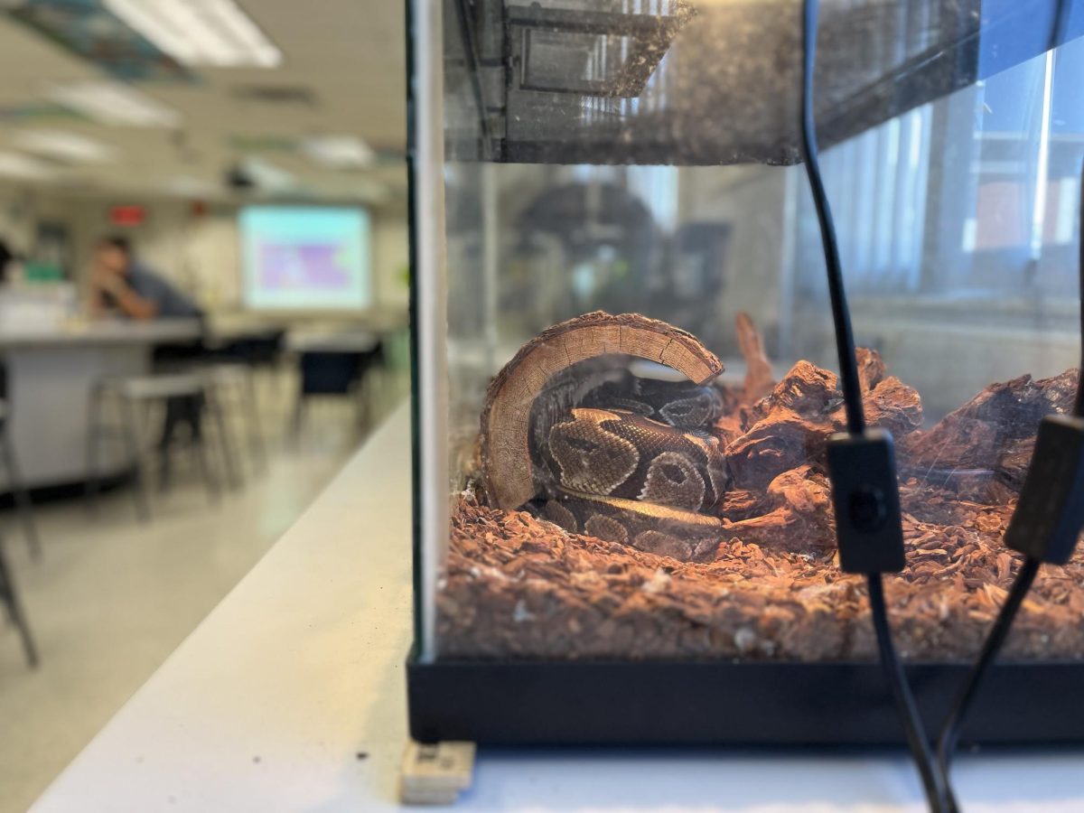 Medusa the ball python lies curled up in biology teacher Dianna Engler's classroom on Jan. 30.