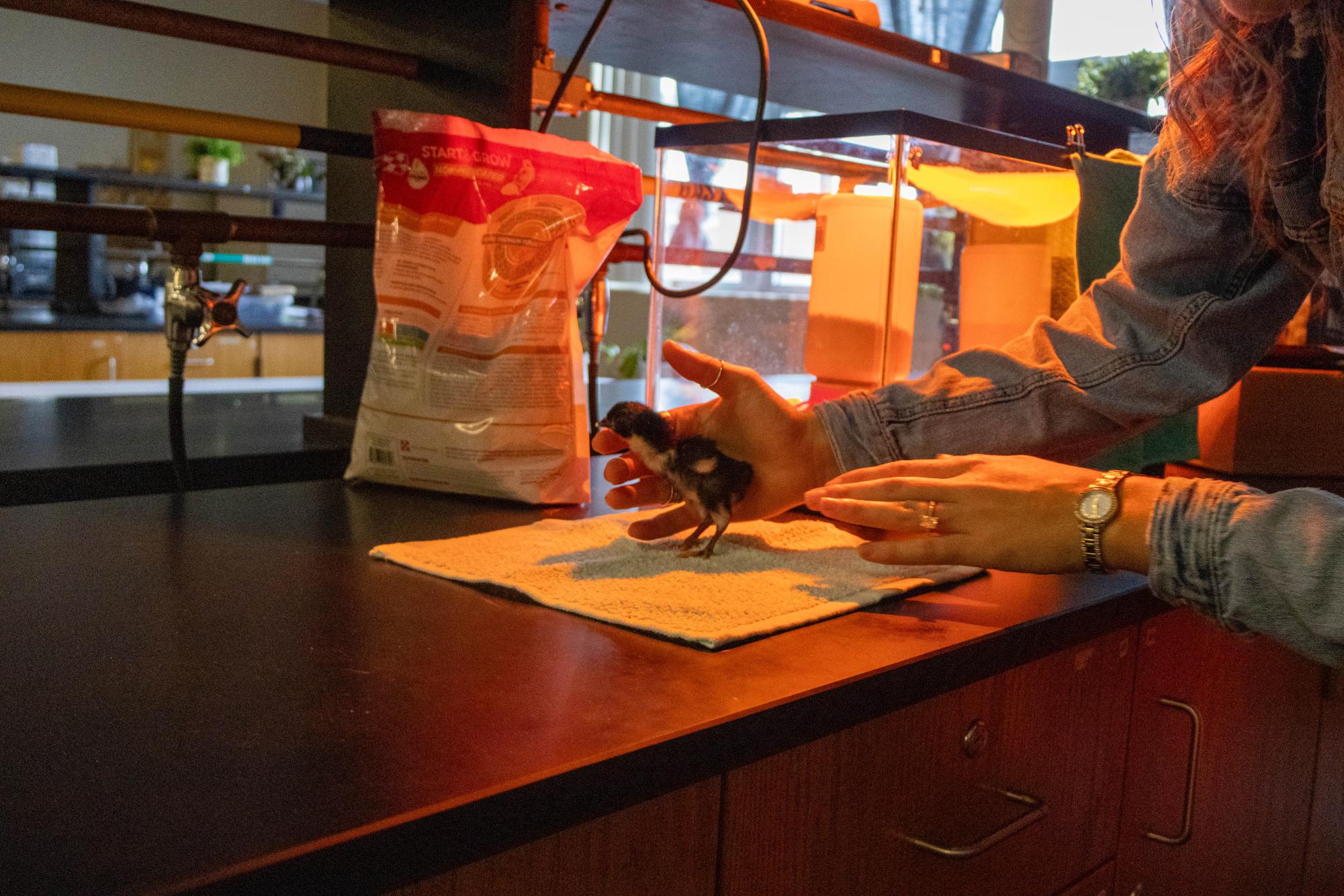 Chicks in science teacher Sally Kempfer's classroom hatch and take their first steps on March 10. "We talked about the stages of fetal development in biology," Kempfer said. "Now we get to enjoy cute spring chickens as spring is upon us."